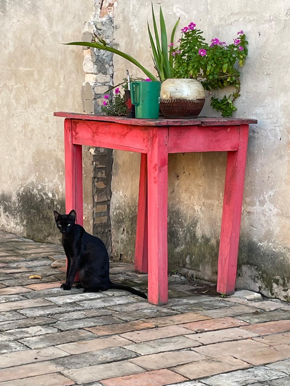 Red wooden Table with potted plants and a  cat against a rustic outdoor wall - a peaceful, earthy setting symbolizing balance and mindful living.